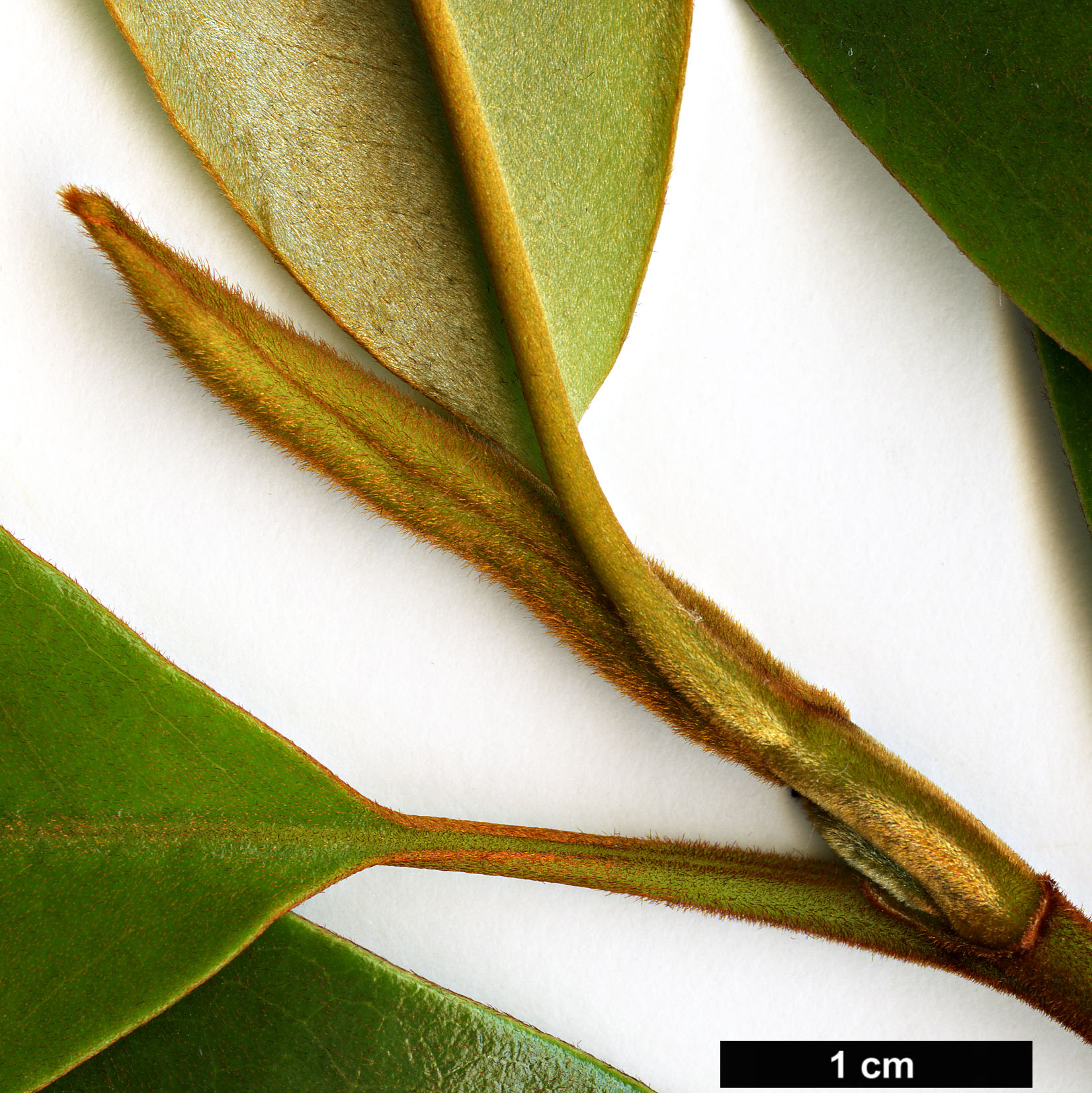High resolution image: Family: Magnoliaceae - Genus: Magnolia - Taxon: macclurei - SpeciesSub: var. sublanea